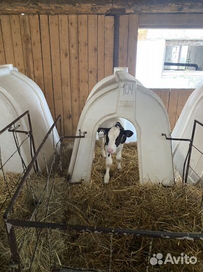 Бычки. Телята