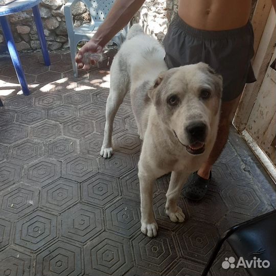 Вязка алабай