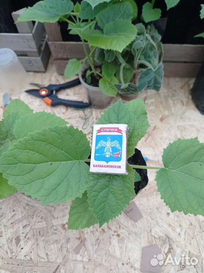 Павловния саженцы