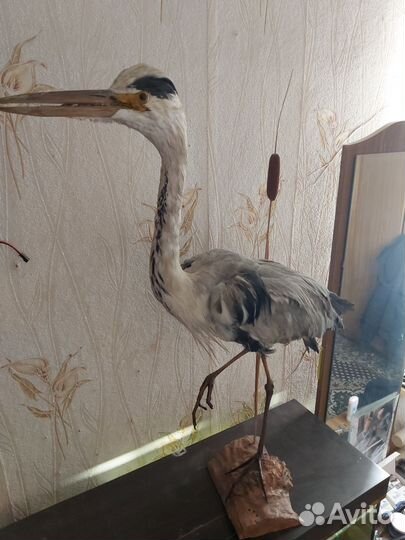 Чучело птицы