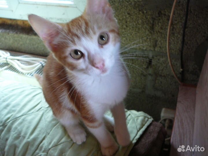 Милые котята для добрых хозяев