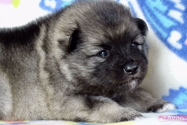 Девочка Кеесхонда (вольфшпиц). Шоу перспектива