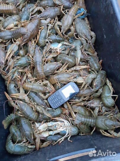 Раки, бесплатная доставка