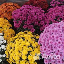 Хризантема мультифлора