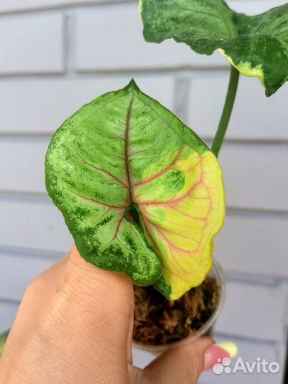 Сингониум орм тонг вариегатный