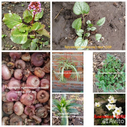 Комнатные и садовые растения