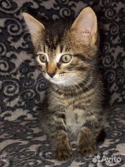 Кошка в дар