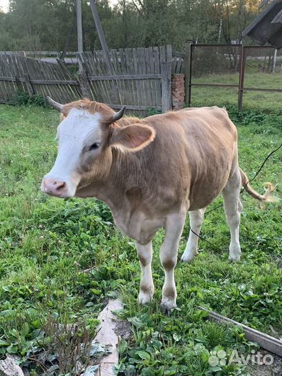 Корова,телка,козел