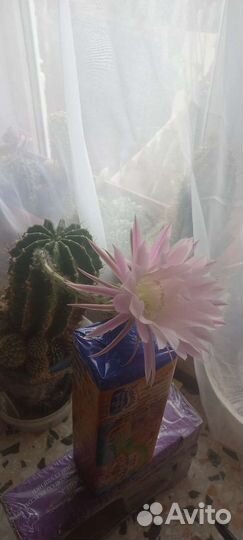 Детки от кактуса