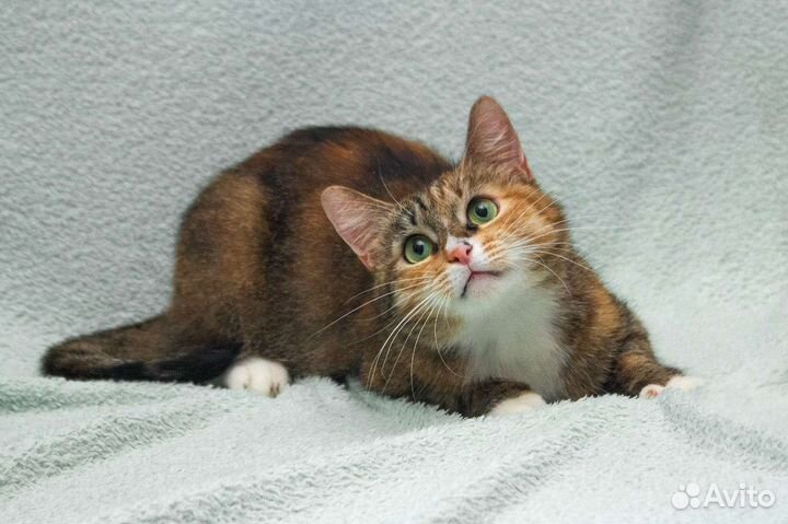 Кошка в дар