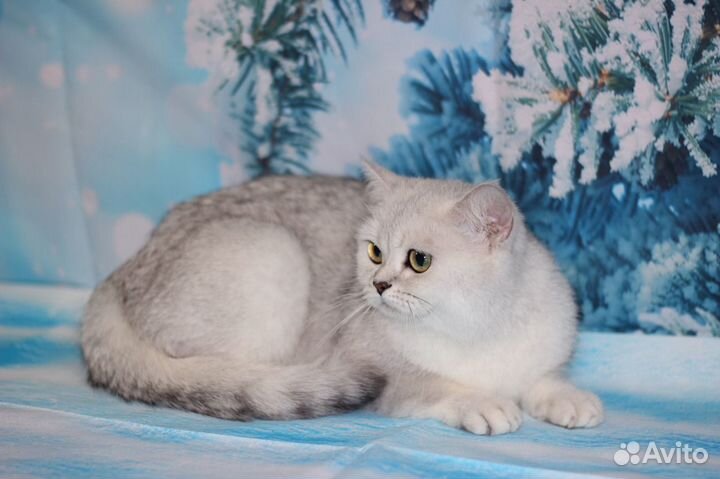 Британская серебристая шиншилла Ns11 33Разведение