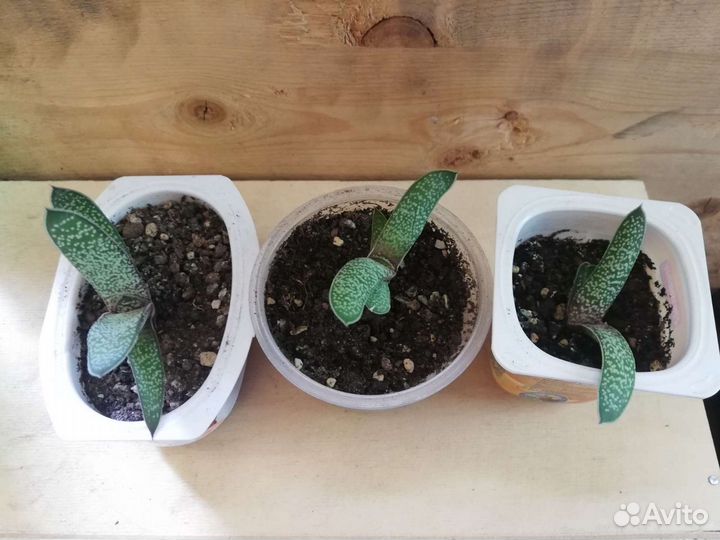 Суккуленты