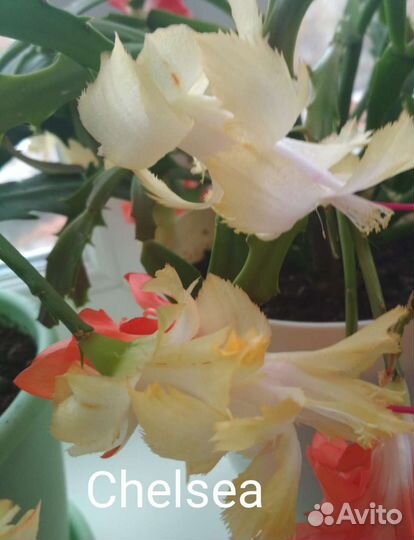 Декабрист шлюмбергера