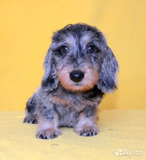 Такса миниатюрная жесткошерстная, щенок