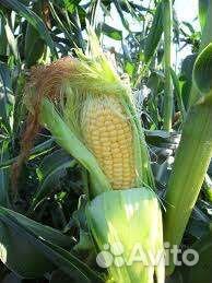 Кукуруза в початках