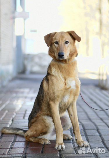 Собака из приюта в добрые руки