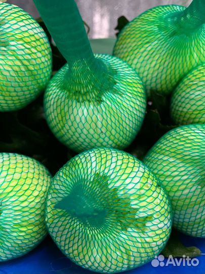 Хризантема одноголовая, букеты из хризантем