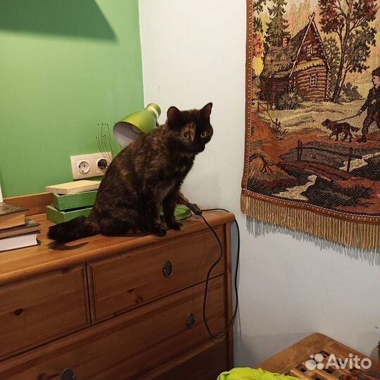 Кошка в добрые руки