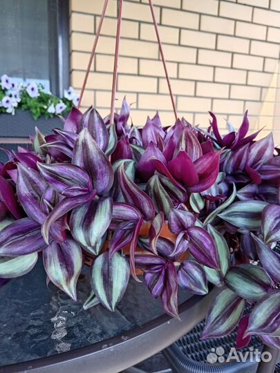 Традесканции