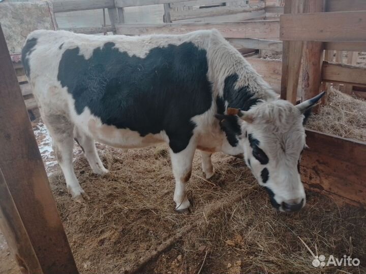 Бык на племя или на мясо