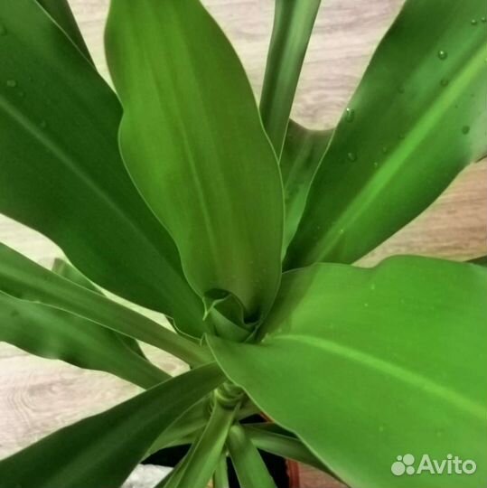 Пальма драцена