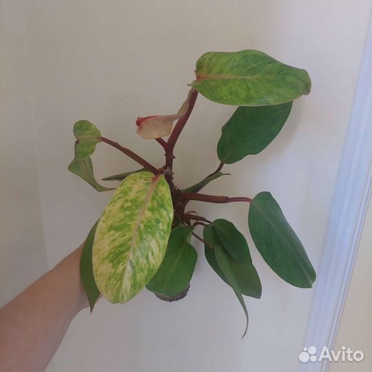 Филодендроны