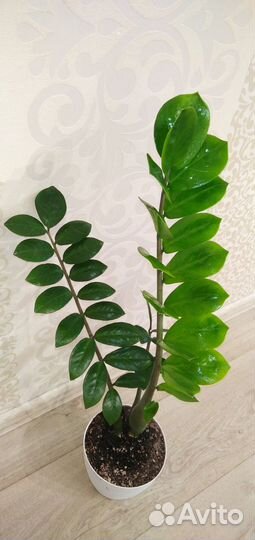 Замиокулькас