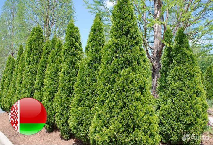 Туя Брабант 1,5 м