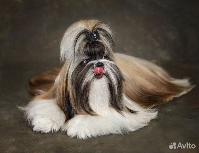 Собака