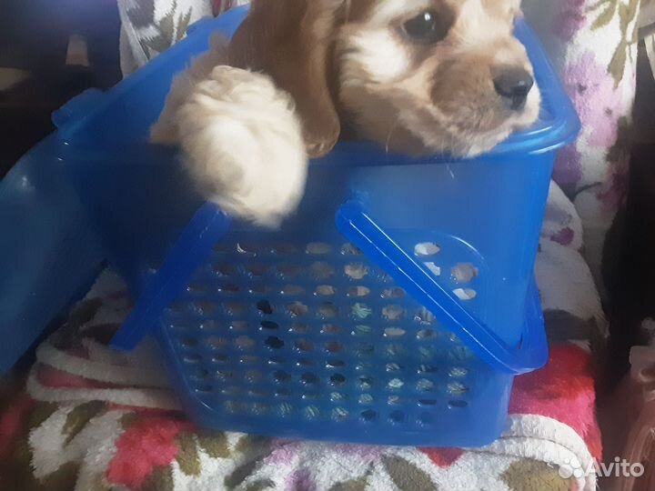 Кокер спаниель