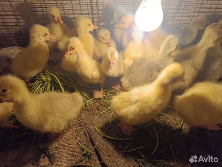 Гусята и Козлики