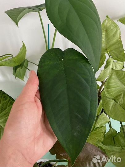 Сингониумы