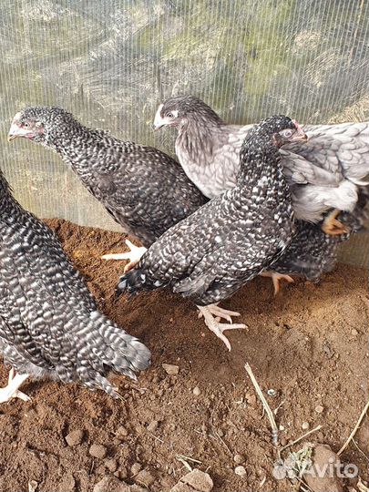 Куры несушки доминант