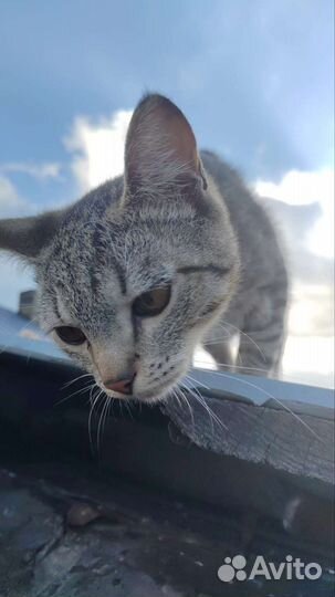 Котик молоденький
