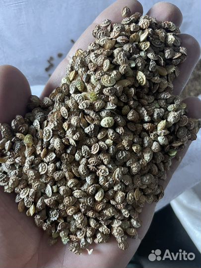 Эспарцет семена