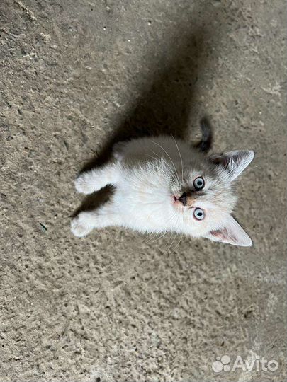 Шотландский котёнок