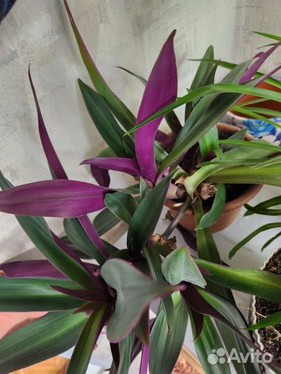 Традесканция рео