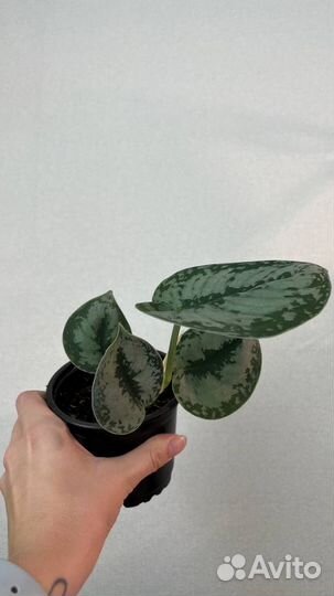 Фикус/филодендрон/сциндапсус/сингониум