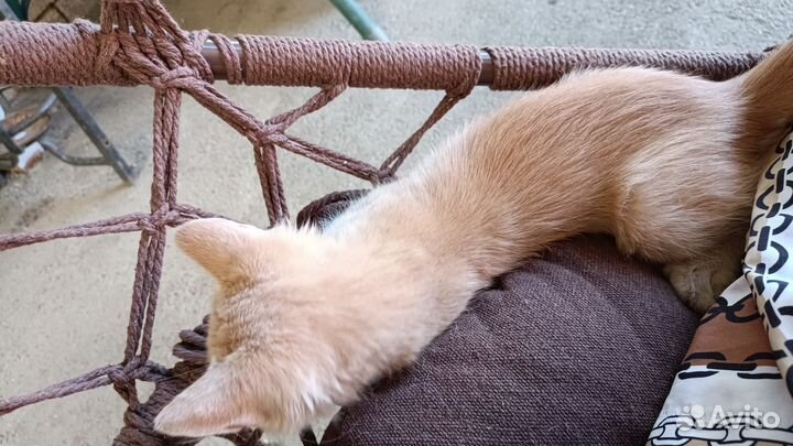 Котята в добрые руки бесплатно