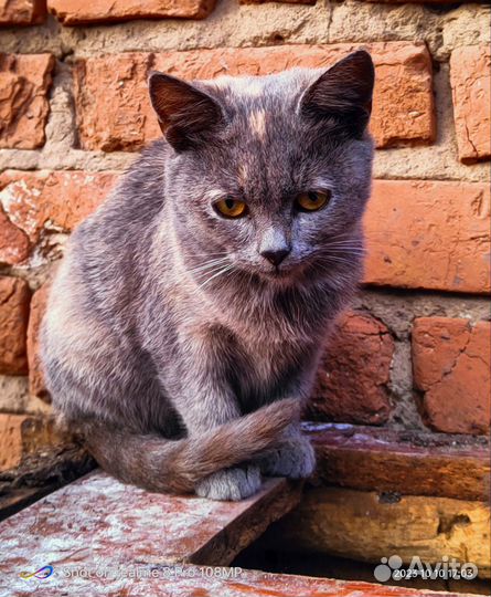 Котята - мышеловы