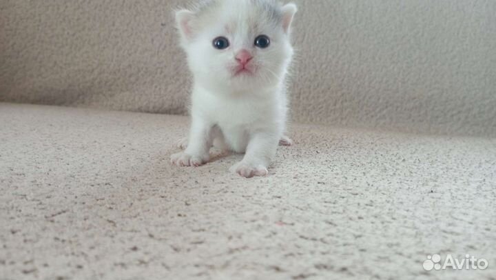 Британские котята