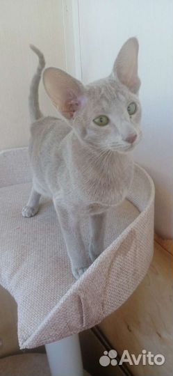 Ориентальные котята