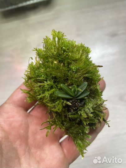 Мини-микро орхидеи