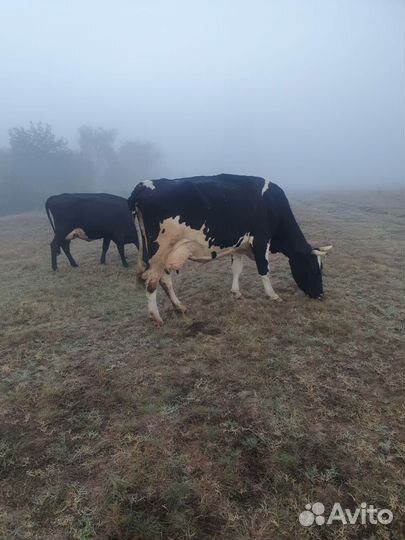 Корова дойная