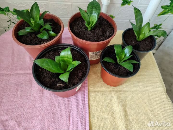 Сансевиерия-щучий хвост-тещин язык