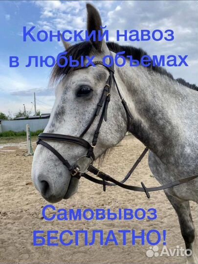 Конский навоз