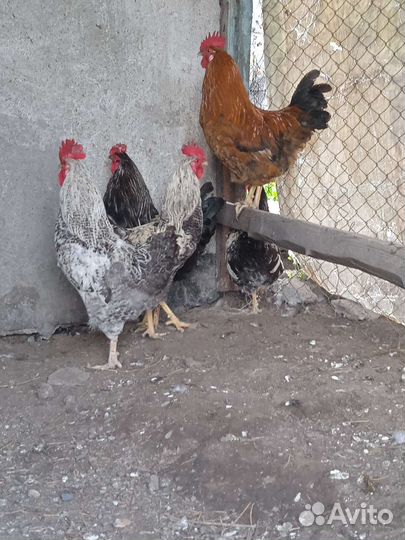 Петухи