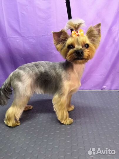 Стрижка собак