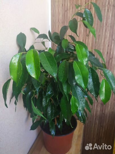 Фикусы Бенджамина 2 шт