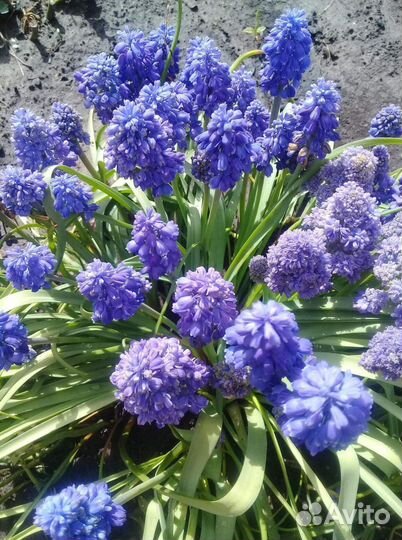 Многолетники цветы